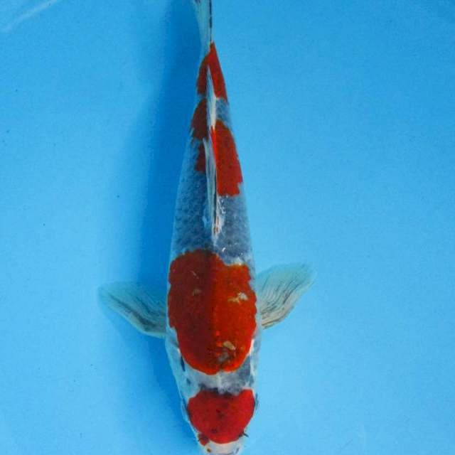 Maruten Ghosyki - 28 cm