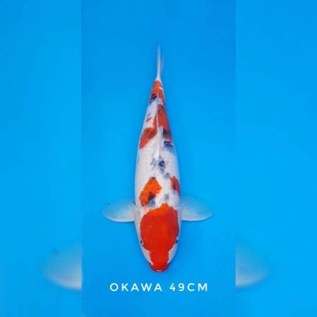Sanke okawa sertifikat