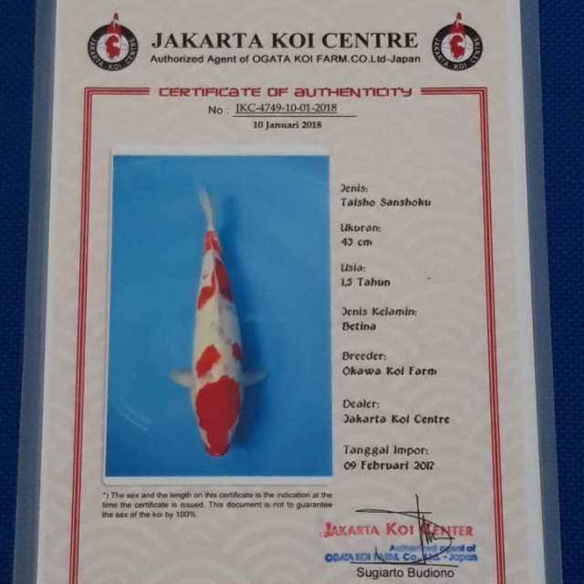 Sanke okawa sertifikat
