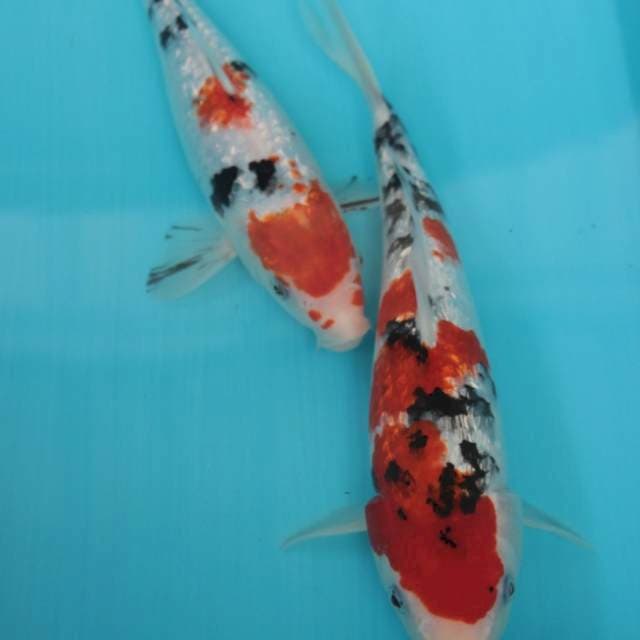 Ginrin 34 dan 32