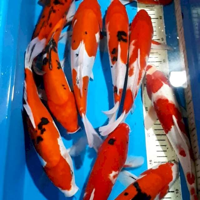KOHAKU SANKE DOITSU 29-34 CM