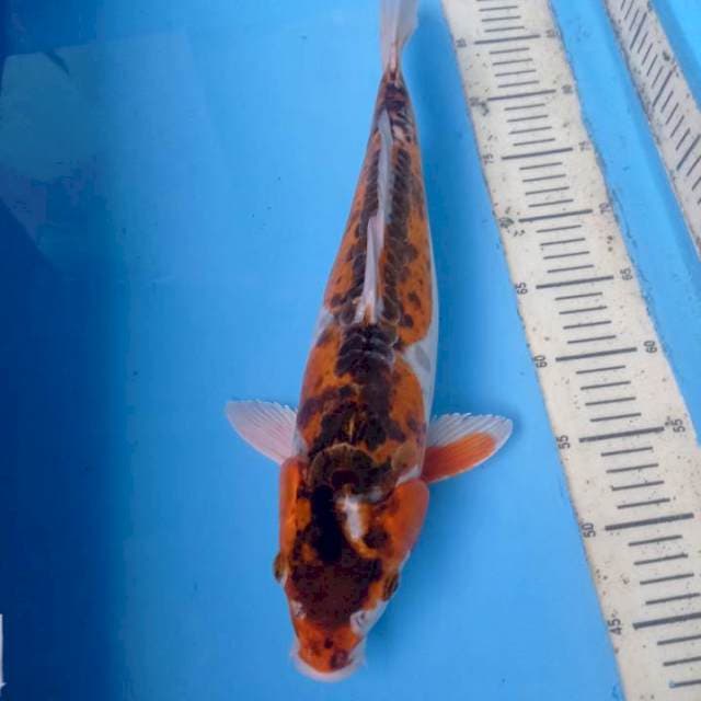 Kujaku jumbo