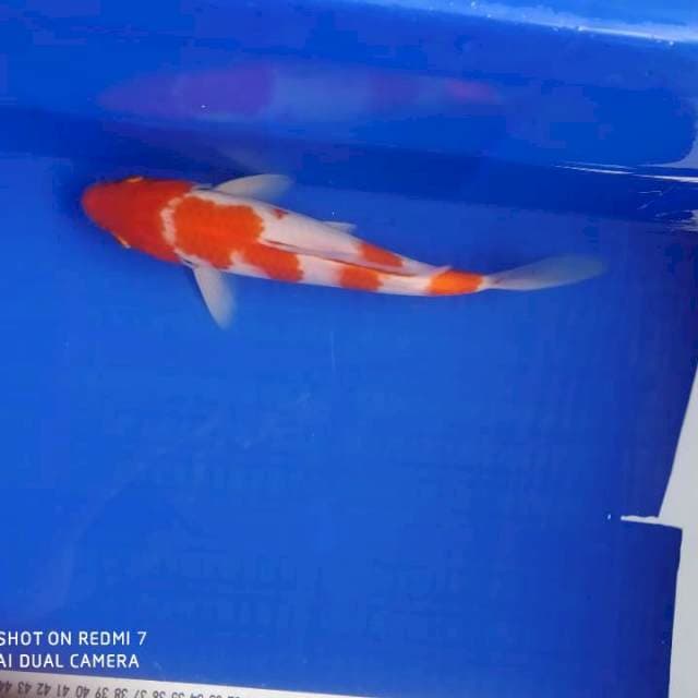 Kohaku 