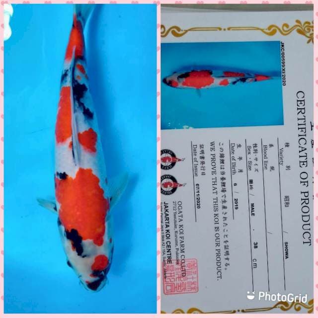 Showa Import, 38 cm