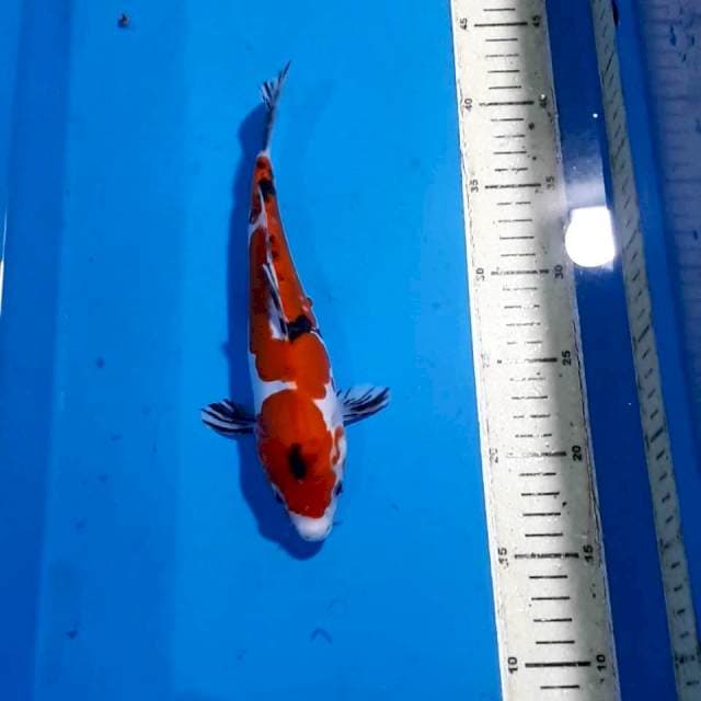 SANKE DOITSU 25 CM