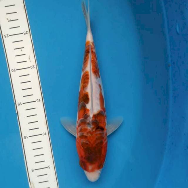 Antik aigoromo sisik naga 28cm