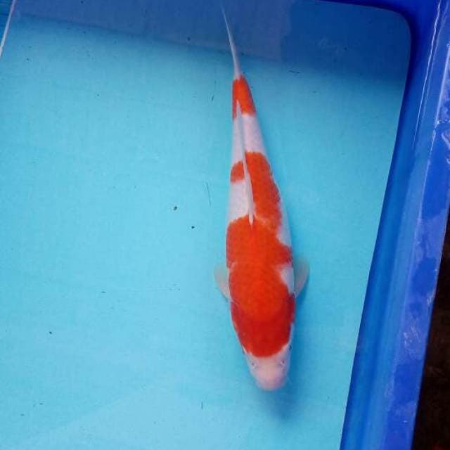 30 cm montok