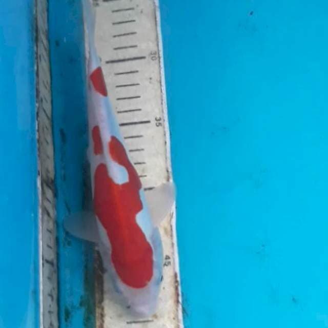Kohaku Doit 22 cm