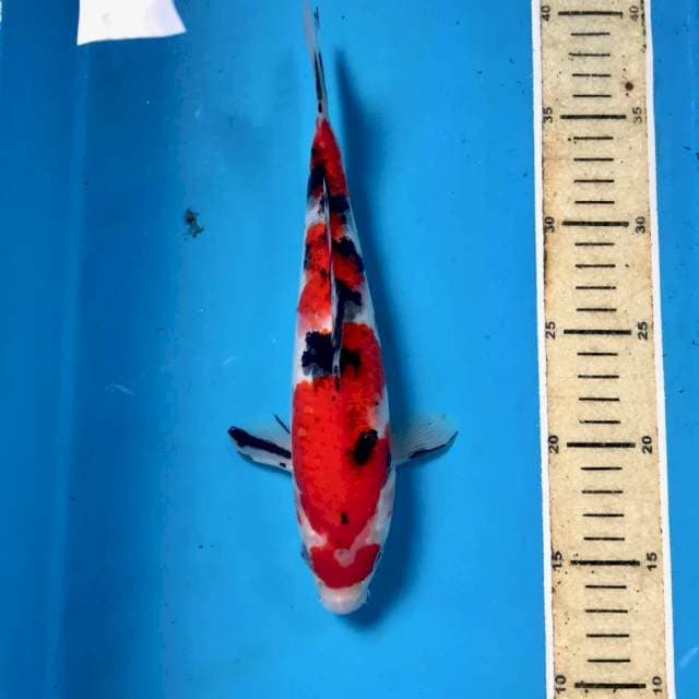 Sanke, 26 cm