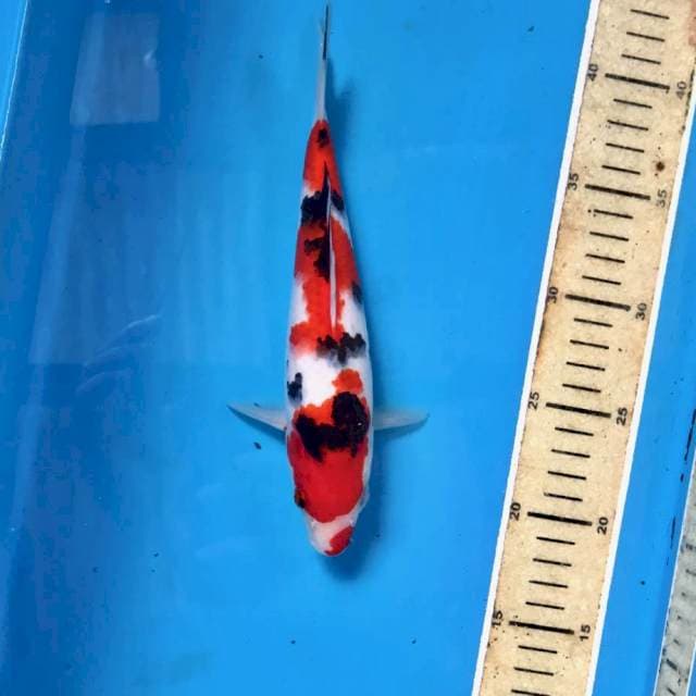 Sanke, 23 cm