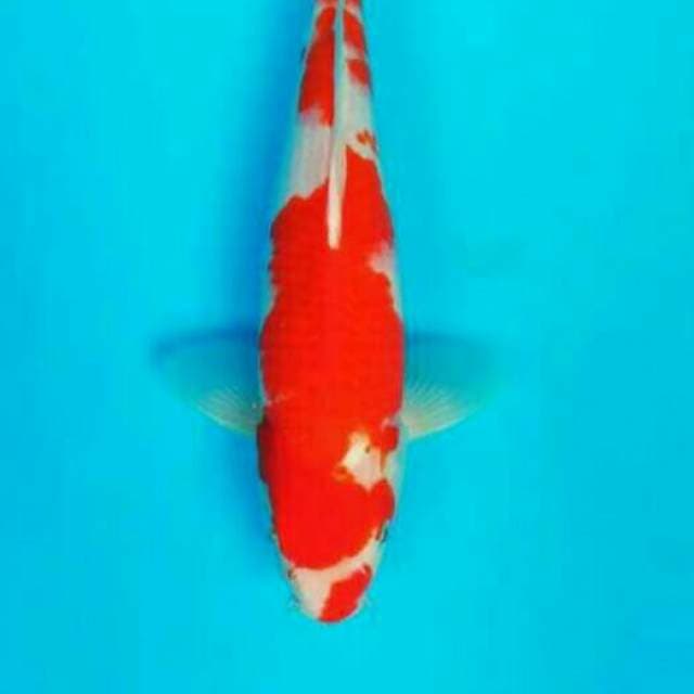 35 cm montok #2