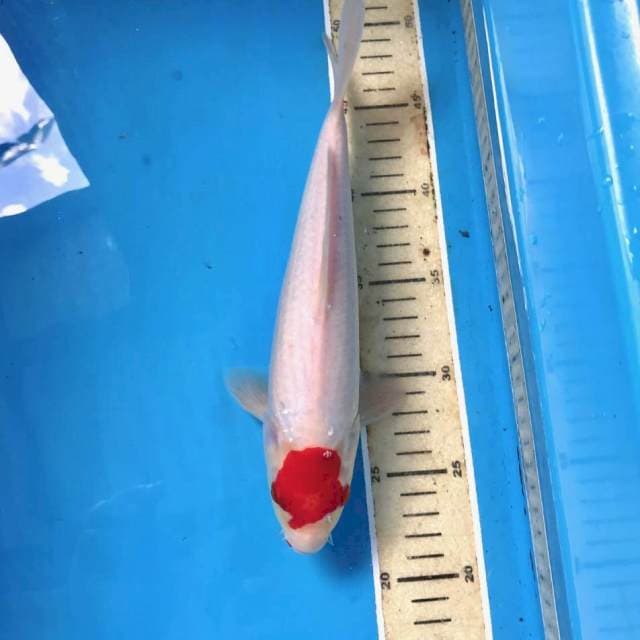 Tancho kohaku, 27 cm