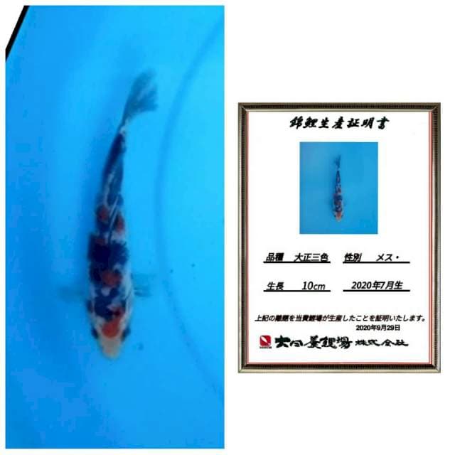 Sanke import joss 15cm