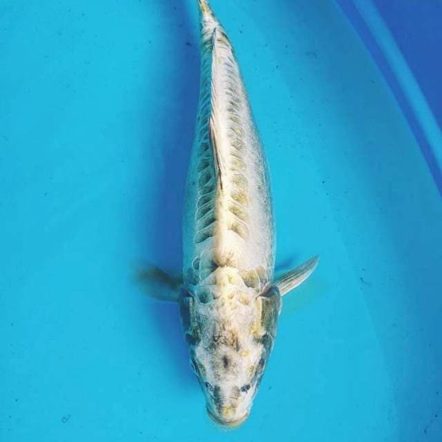 Kikokuryu metalik 56cm jumbo