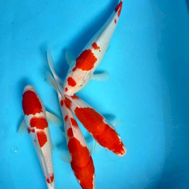 Kohaku jantan 4 ekr
