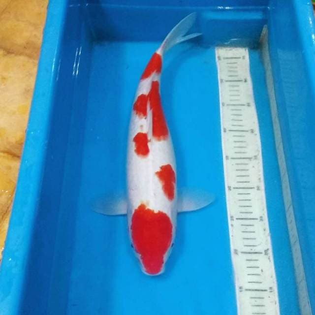 45cm hanatsuki kohaku cantik