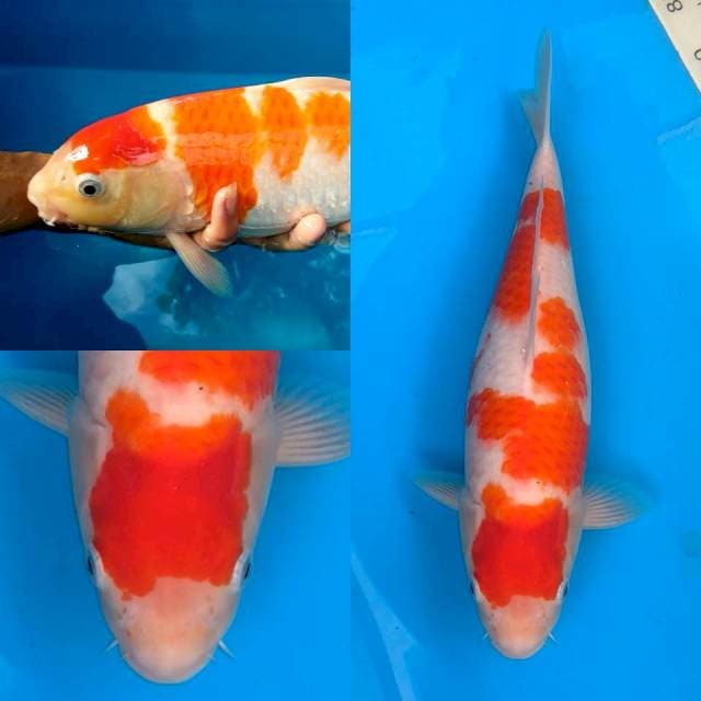 Red jumbo