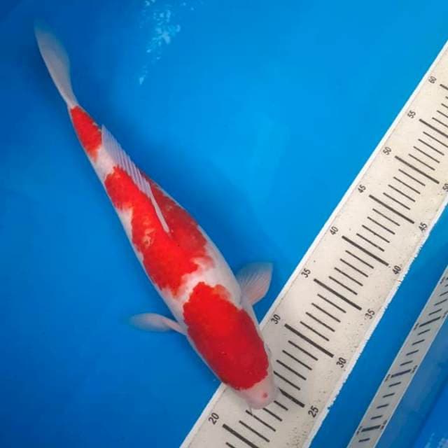 Kohaku ๐