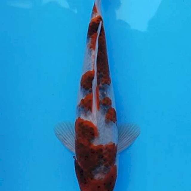 Original ai goromo male 26+cm