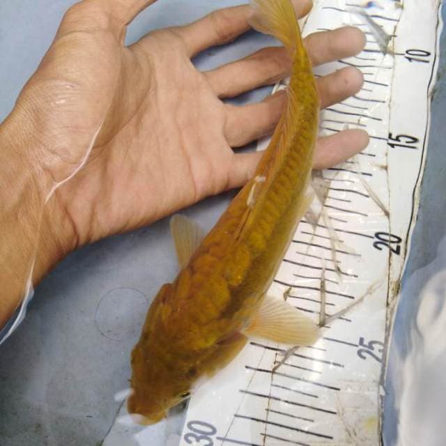 Midorigoi doitsu aragoke