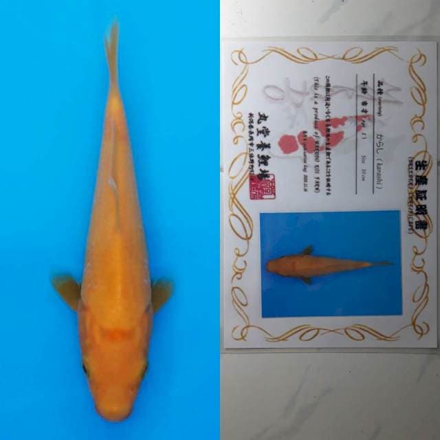 spesial red karashi marudo 14cm serty