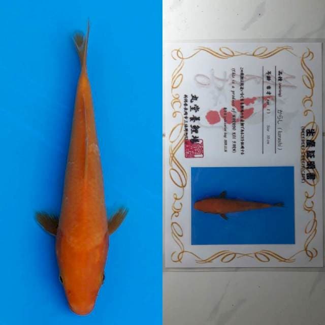spesial red karashi marudo 12cm serty