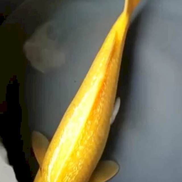 KARASHI GINRIN JUMBO 37 Cm