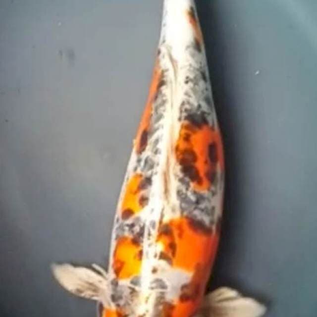 GOSHIKI DOITSU 36 Cm