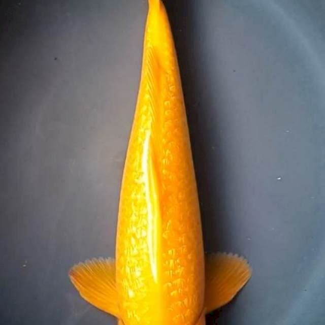 KARASHI GINRIN JANTAN 36 Cm
