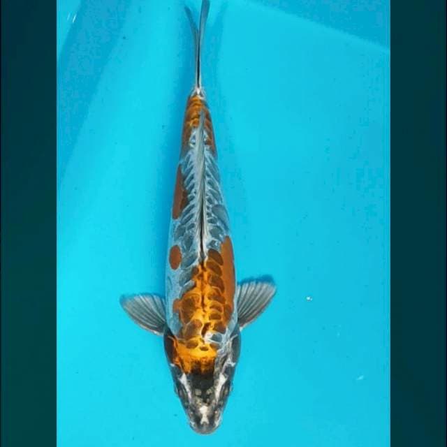 Kiko 31cm male