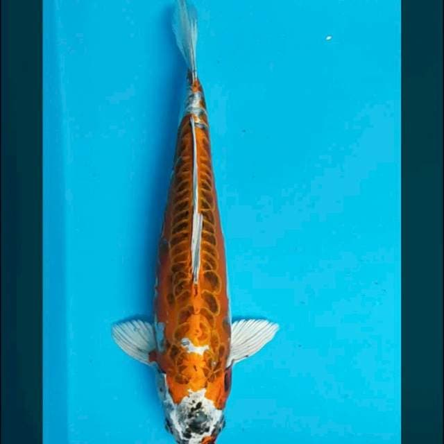 Doitsu aragoke 31cm male