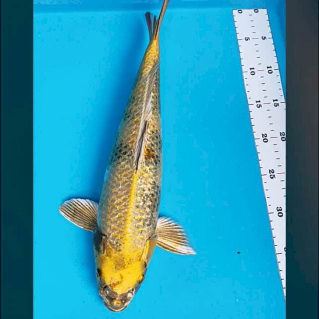Kin showa ginrin 41cm male