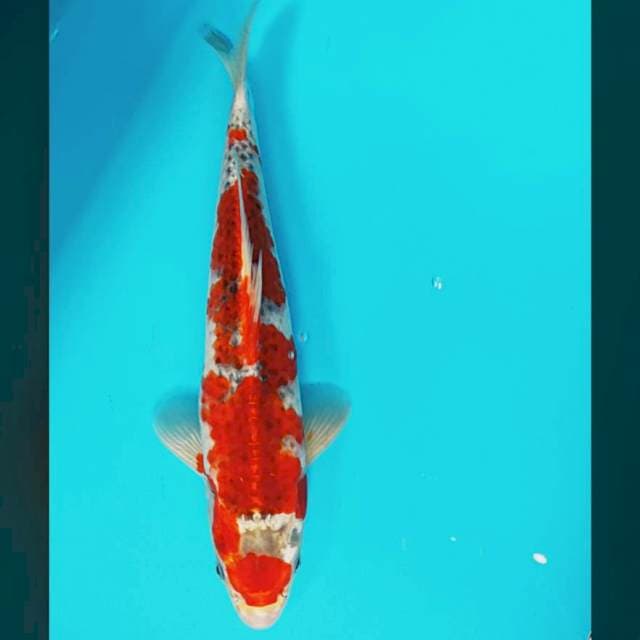 Goshiki strong 30cm male