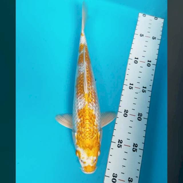 Hariwake ginrin 28cm