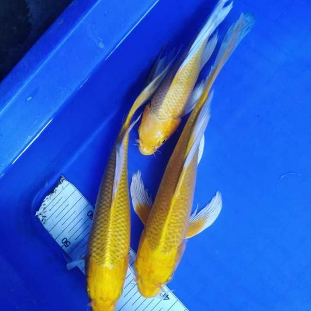 Yamabuki kumpay