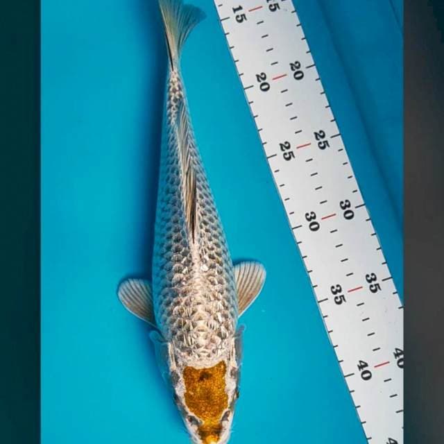 Tancho kawari 30cm