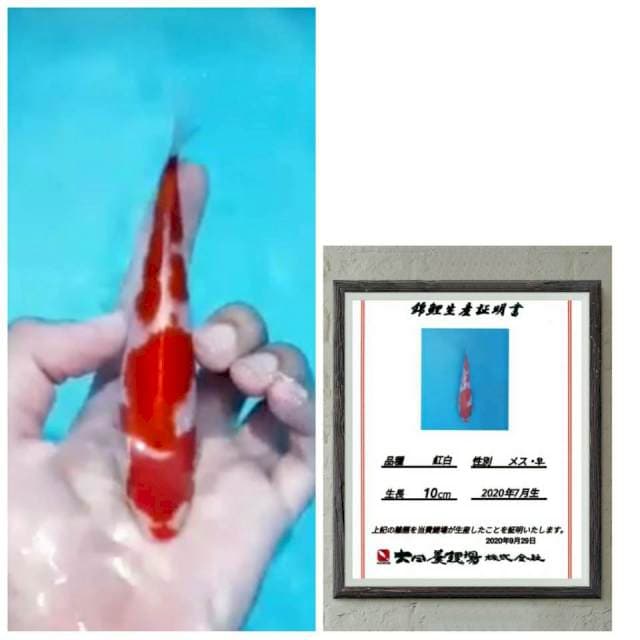 Kohaku 15cm joss keren