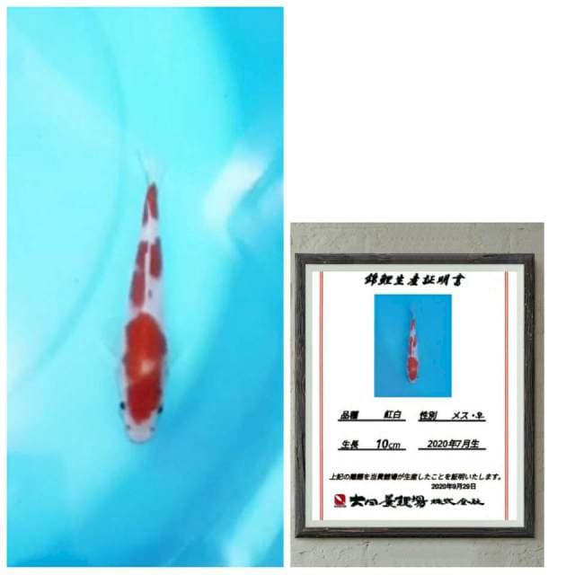 Kohaku import 3step 15bu