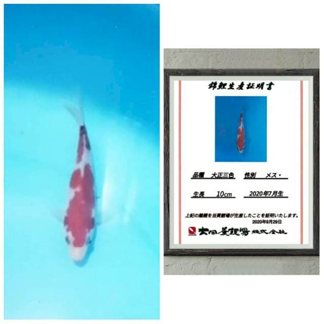 Sanke tategoi import 15bu