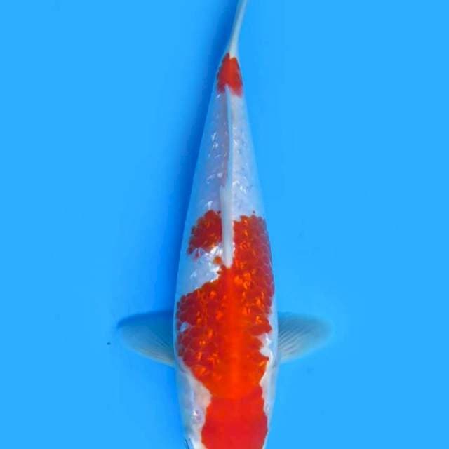 Kuhaku ginrin 31 cm ml