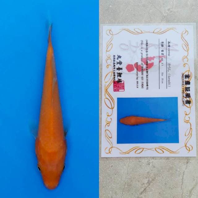 spesial red karashi marudo 12cm serty