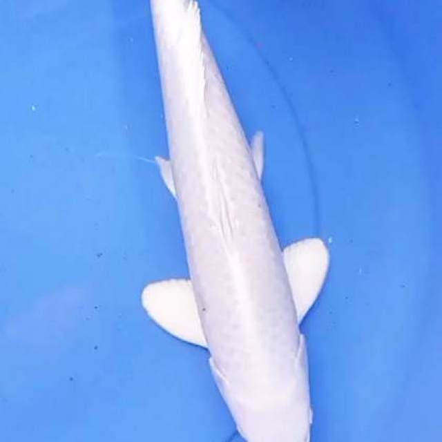 Platinum 37 cm
