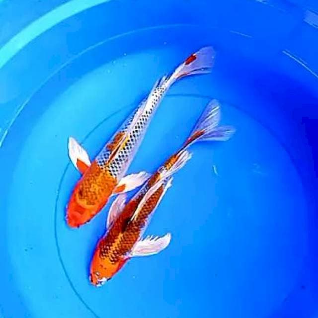 Kumpay 31-32 cm