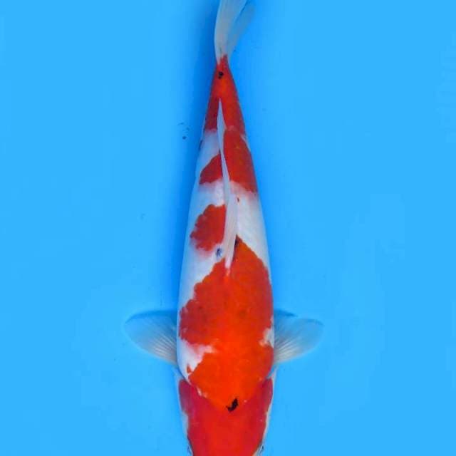 34cm , Sanke F1 , Ori 