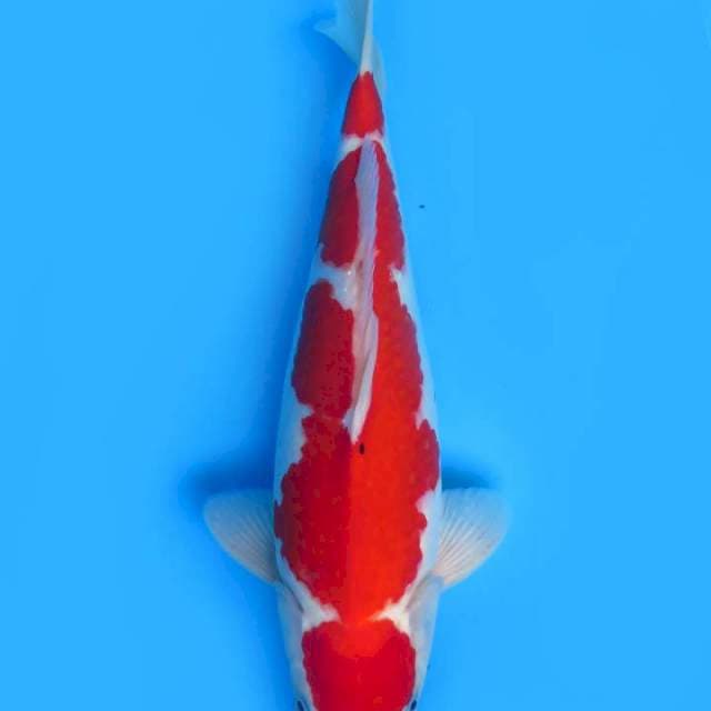 40cm , Red Sanke Super