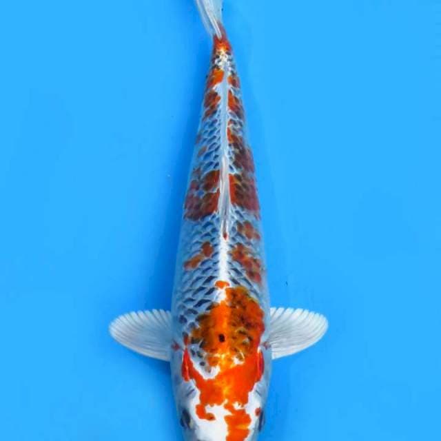36cm , Sakura Kujaku 