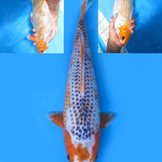 35cm , Asagi Kanoko
