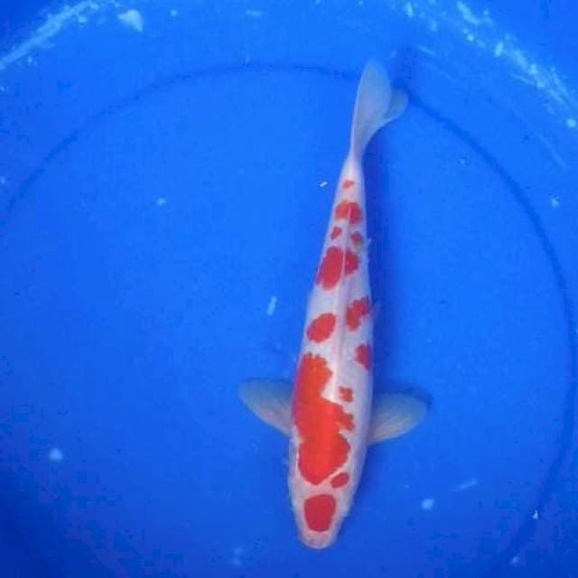 Maruten kohaku sakura