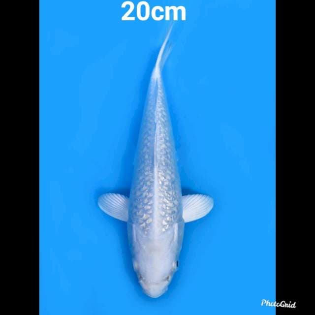 Platinum Bersih Full Ginrin , 20cm