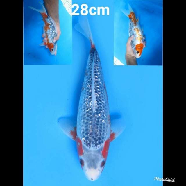Strong Asagi Ginrin , 28cm